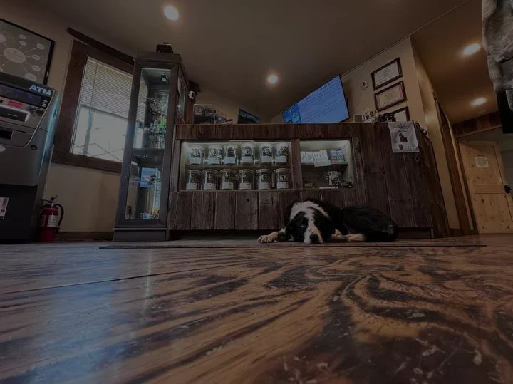 double dogs four corners dispensary